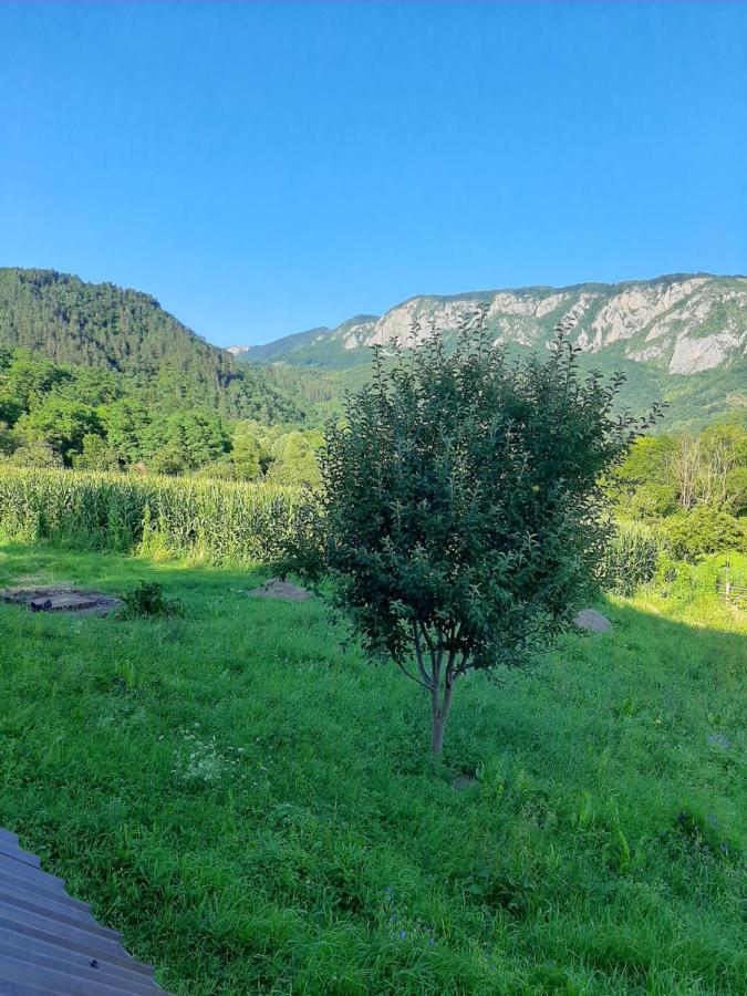 Pensiunea Codru Sălciua de Jos Exteriör bild