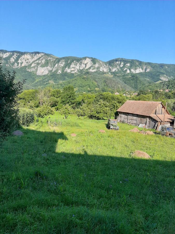 Pensiunea Codru Sălciua de Jos Exteriör bild